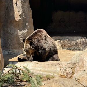 Meet your Posher, Bear Wholesales